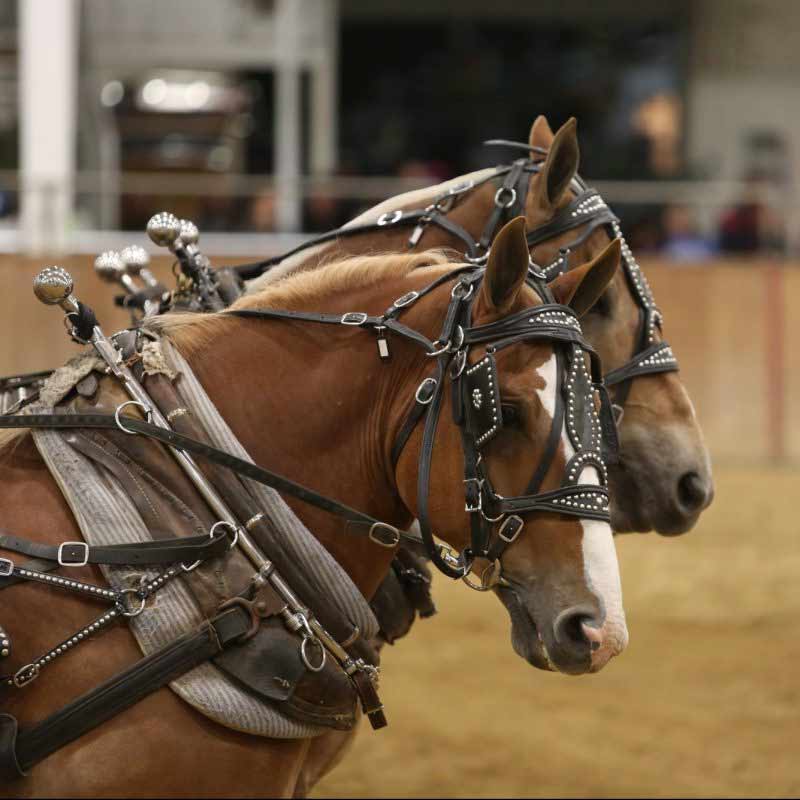 Grandstand Events Huntingdon County Fair